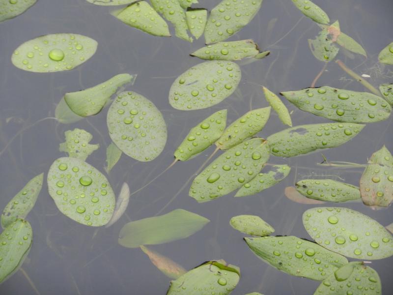 水生植物