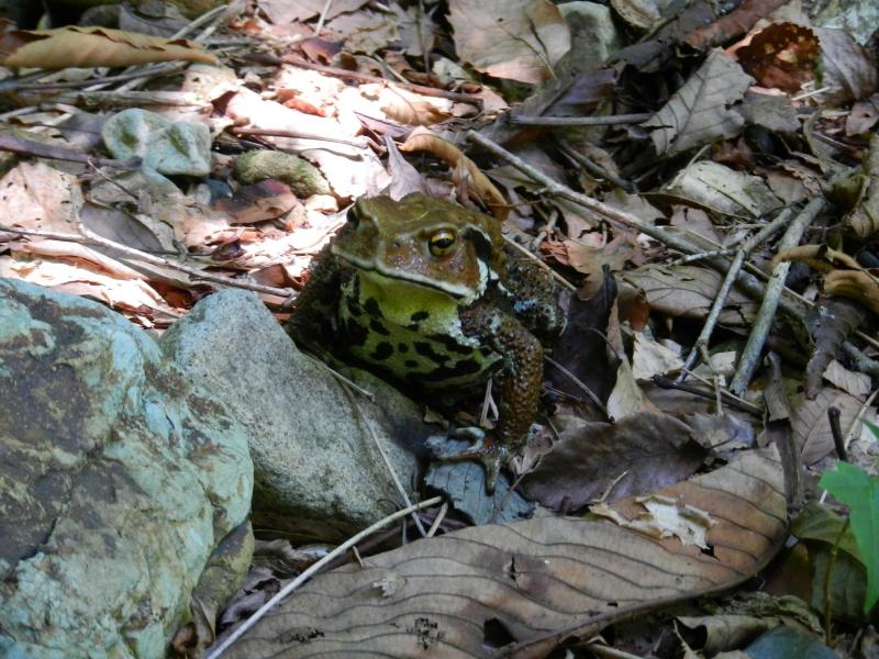 アズマヒキガエル