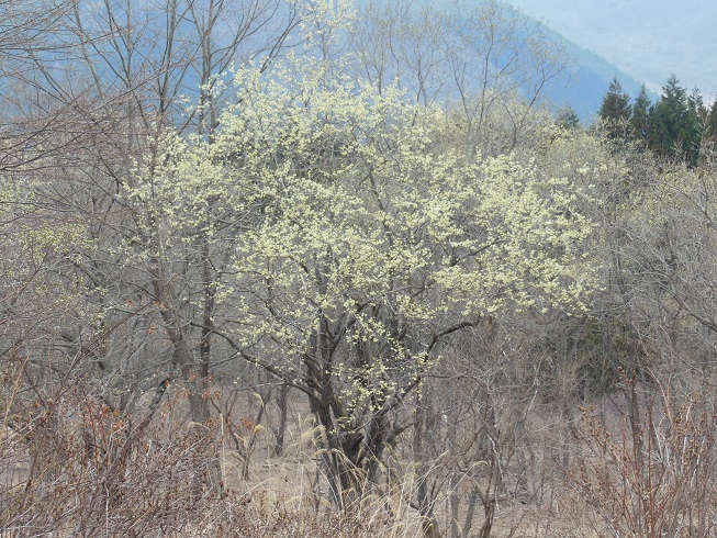 ヤナギの花が満開です