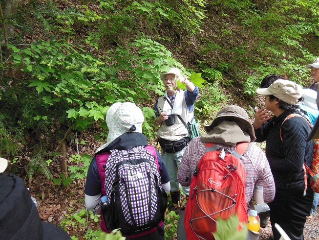 植物の同定のポイントを解説