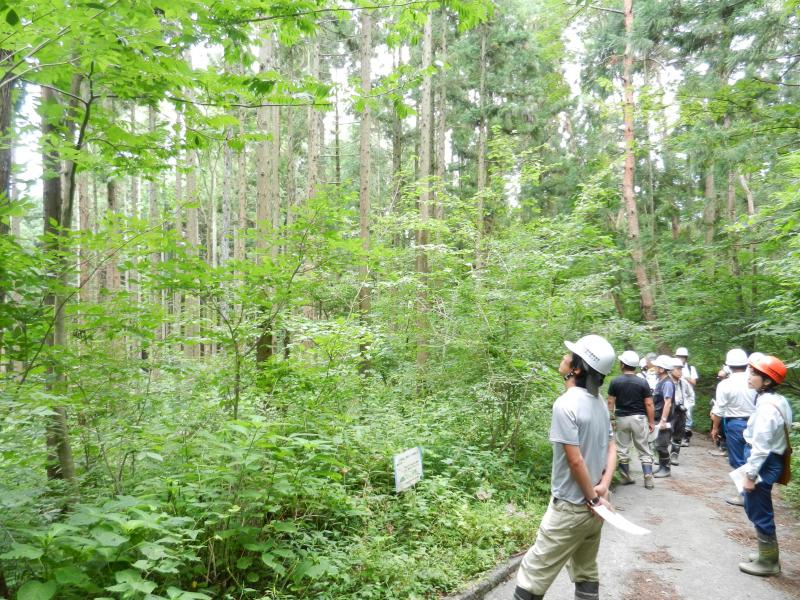 間伐後の山