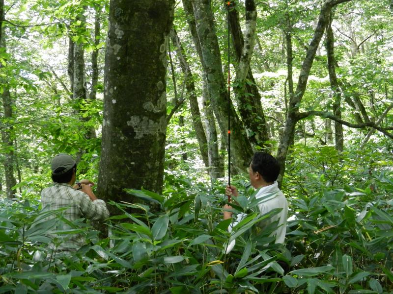 ブナの樹高計測