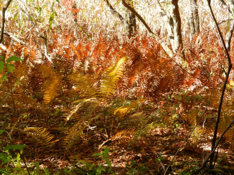 シダ類の紅葉