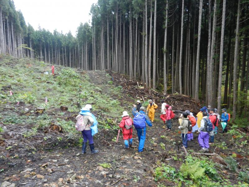 小出俣自然再生試験地