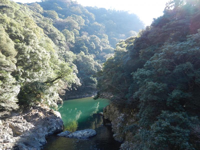 照葉樹林