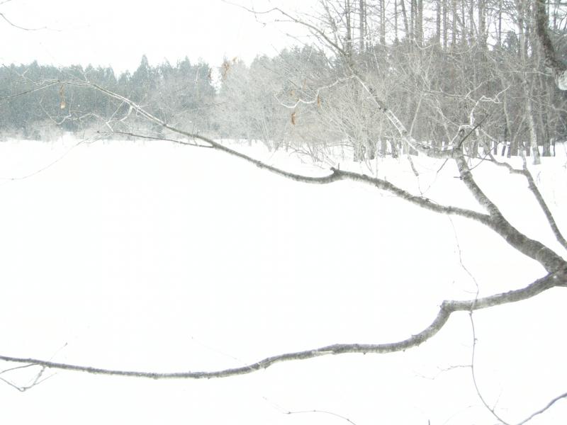 120407湿原が雪原2