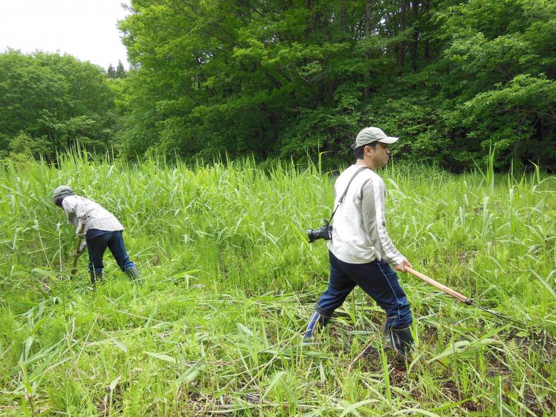 湿地内のヨシの刈り取り