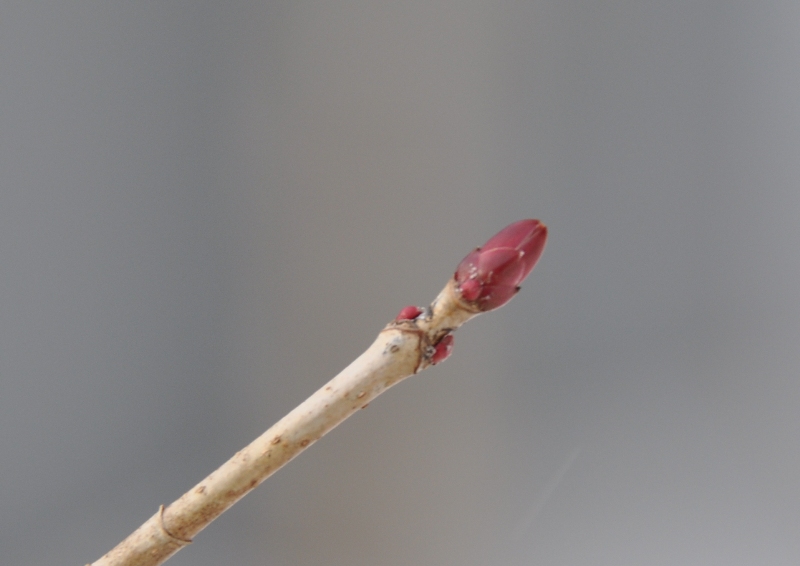 【写真】イタヤカエデの冬芽