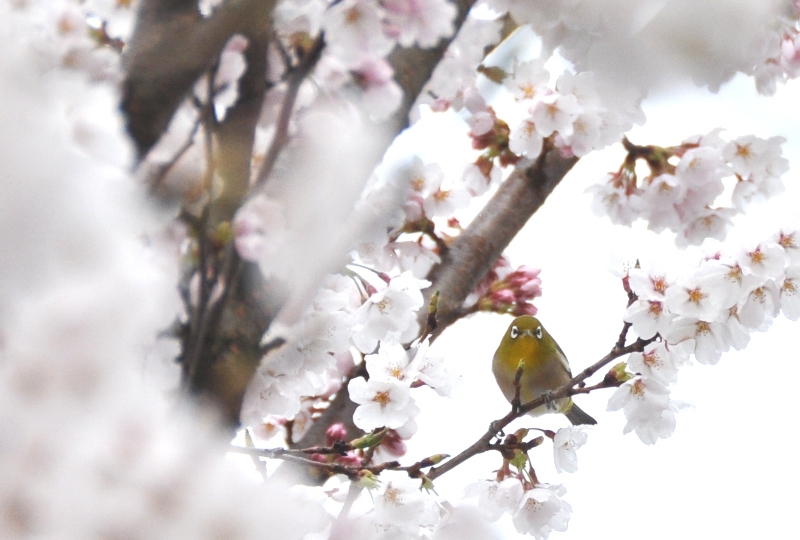 【写真】花にメジロ