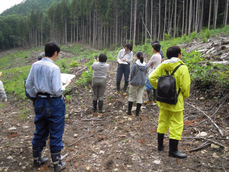 小出俣試験地