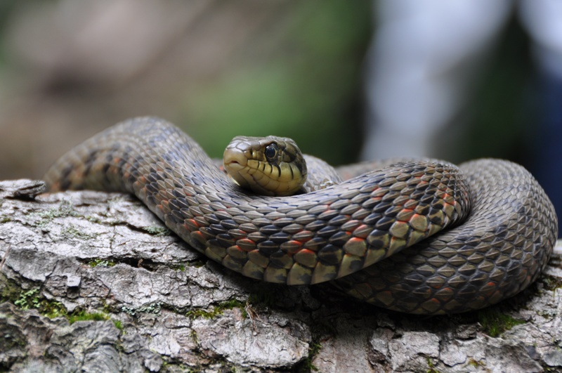 【写真】ヤマカガシ