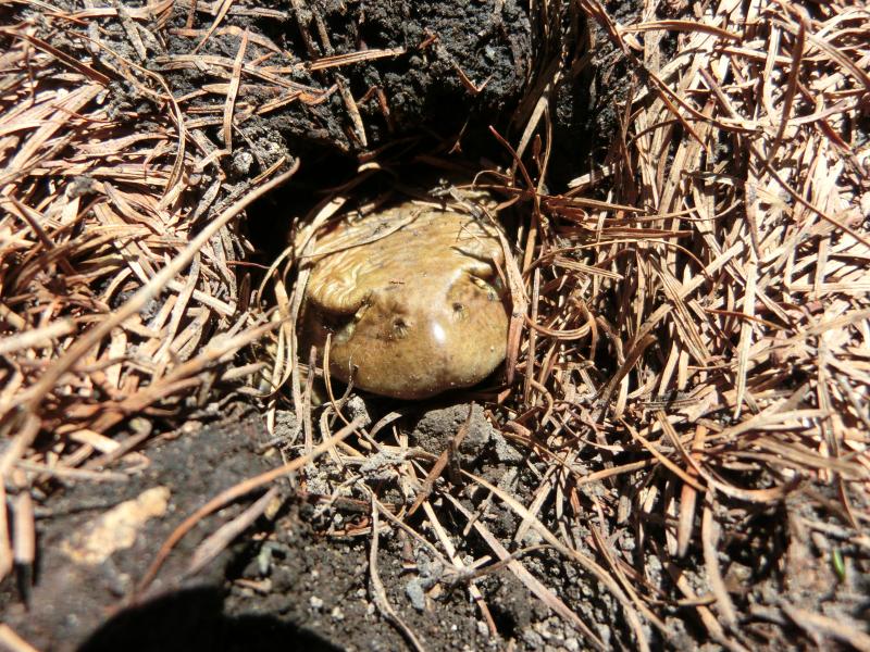 アズマヒキガエル