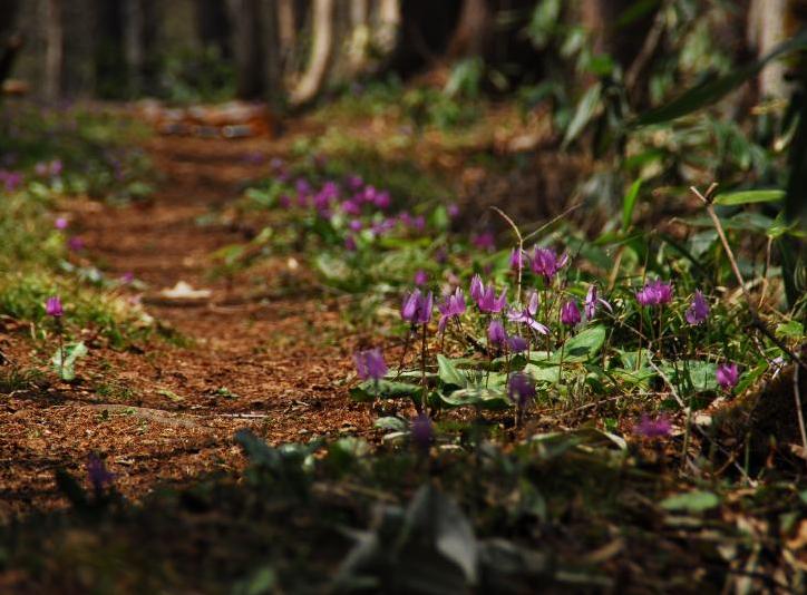 カタクリの花