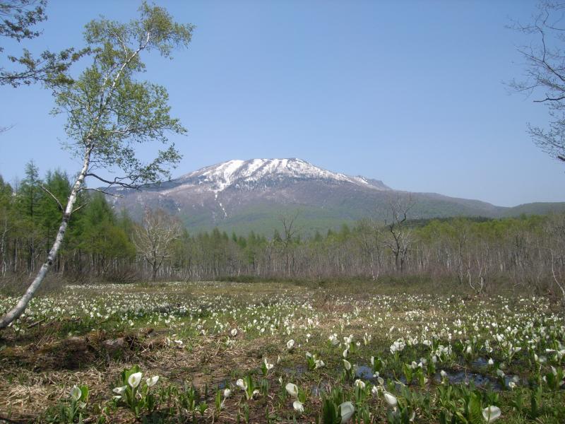 夢見平のミズバショウ