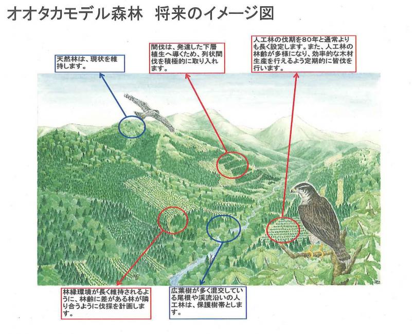 オオタカモデル森林イメージ図