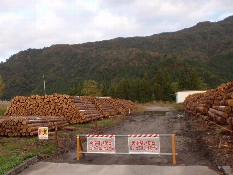 公売するために集積されたスギ丸太