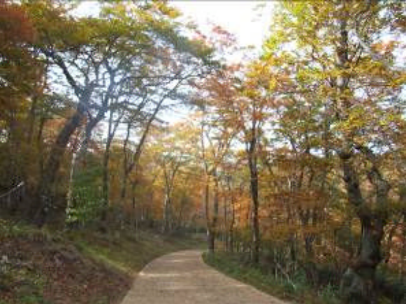 中大倉山付近の紅葉