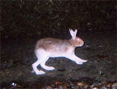 冬毛に変わりつつあるトウホクノウサギ 