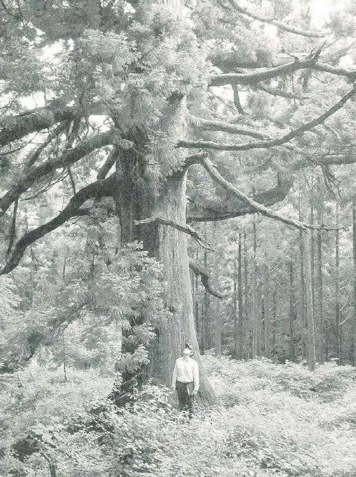 樹齢500年の五郎大杉