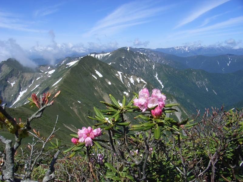 アズマシャクナゲと万太郎山