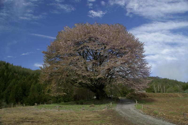 天王桜