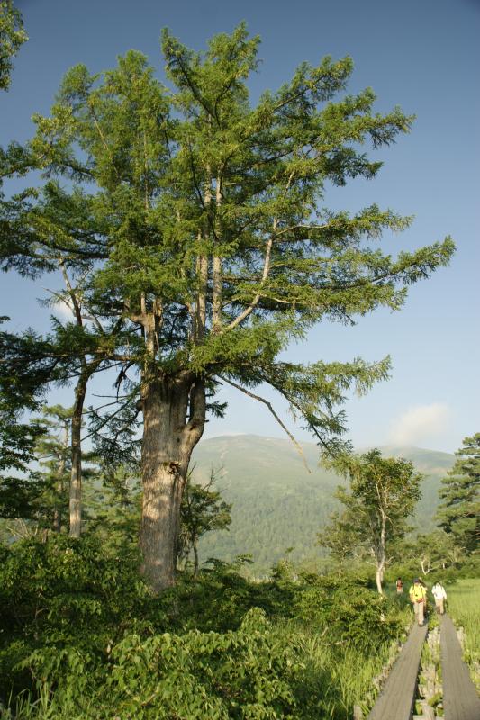 カラマツの巨木