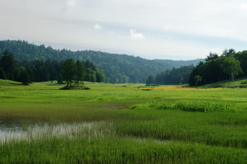 大江湿原