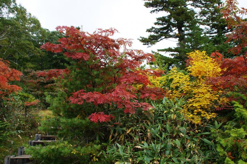 広沢田代周辺のナナカマドの紅葉