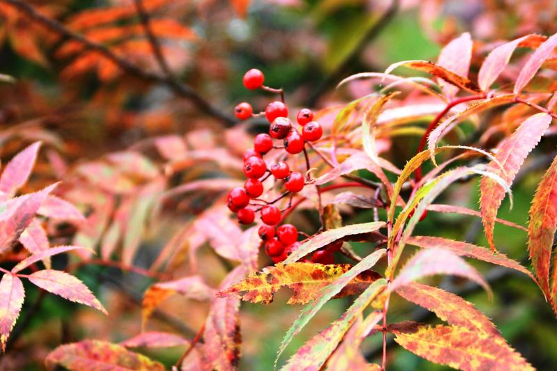 広沢田代周辺のナナカマドの紅葉