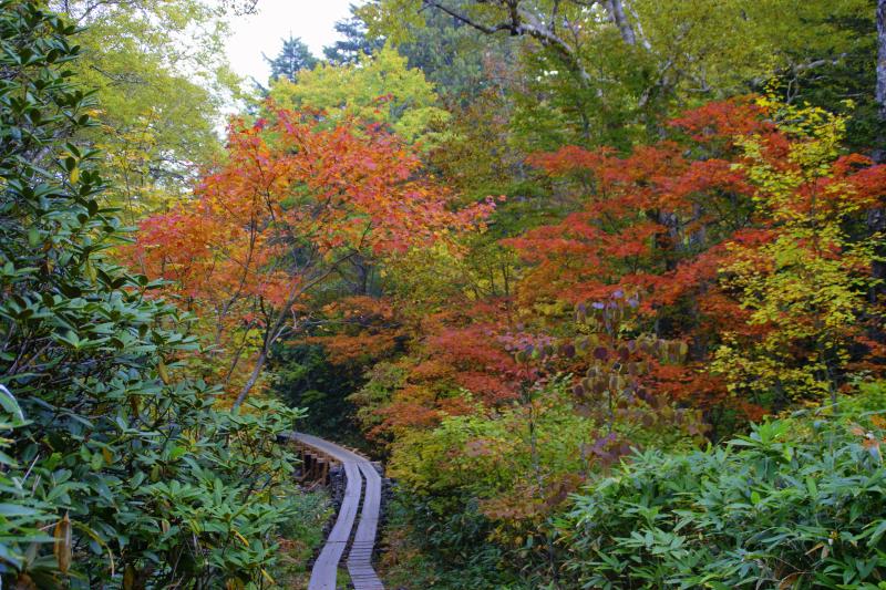 鳩待峠付近の紅葉