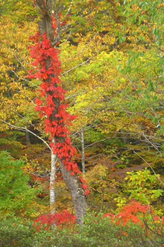 紅葉したツタウルシ