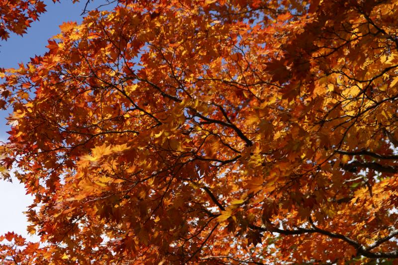 長沢新道の紅葉(モミジ）