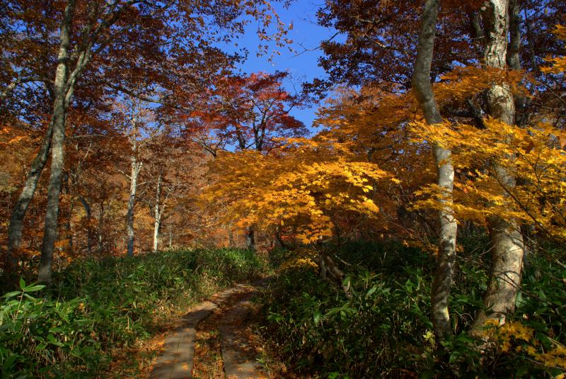 東電尾瀬橋周辺の紅葉