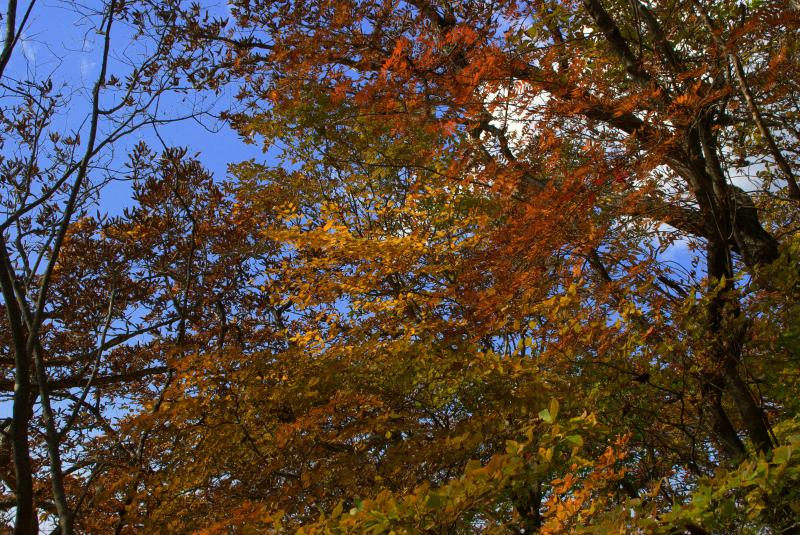 下山途中の紅葉