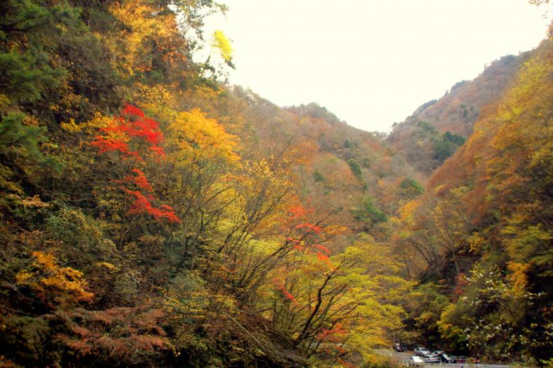 中津峡 出合氷の滝周辺の紅葉