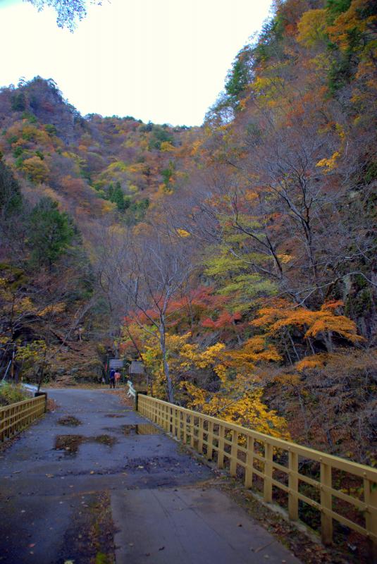 中津峡出合氷の滝周辺の紅葉