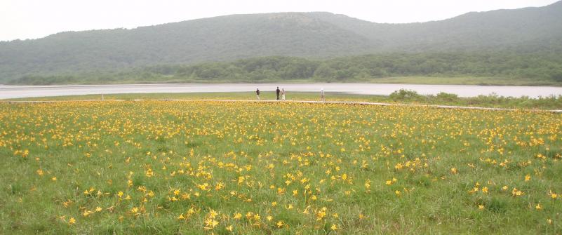 沼とニッコウキスゲ