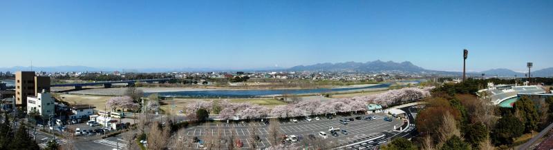 局屋上から利根川・桜