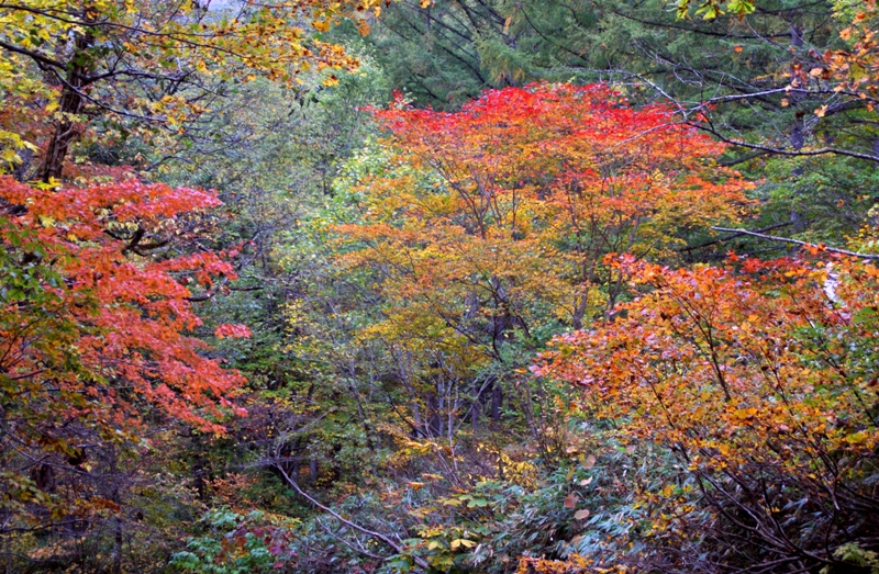 照葉峡の紅葉-2