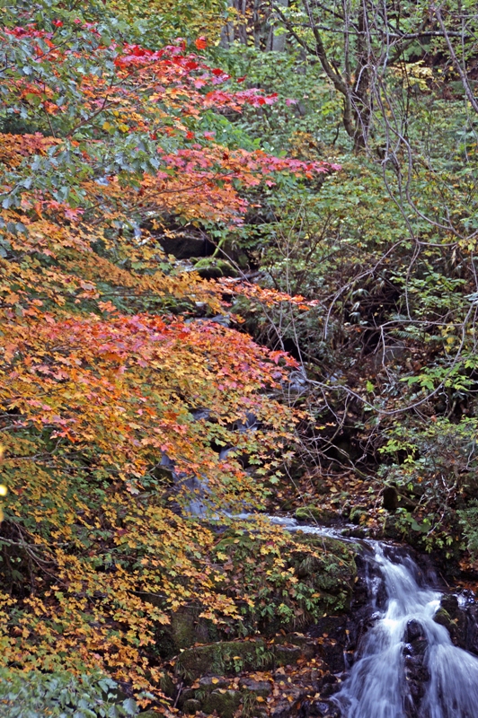 照葉峡の紅葉