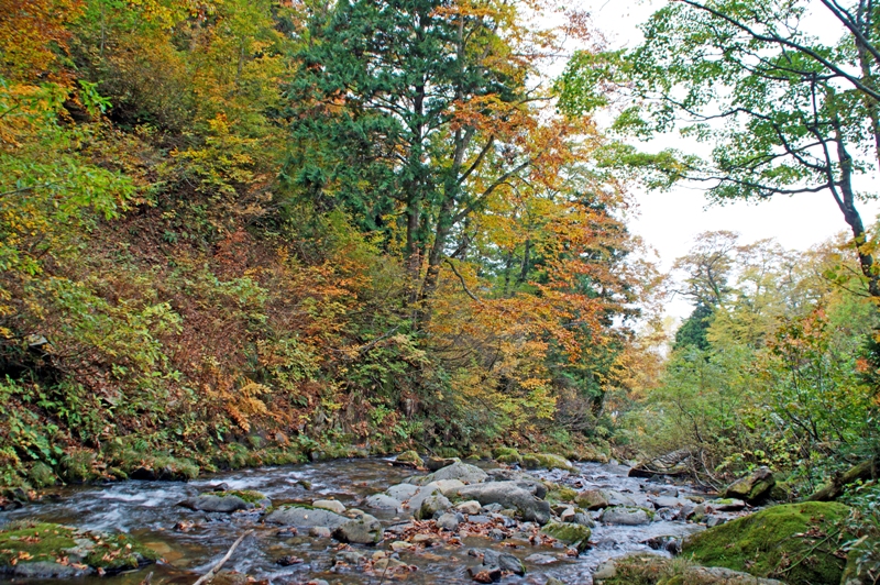 照葉峡の紅葉-1