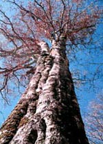 群馬県水上町の「奥利根のブナ太郎」