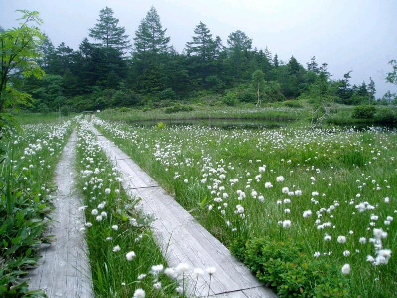 芳ヶ平自然休養林