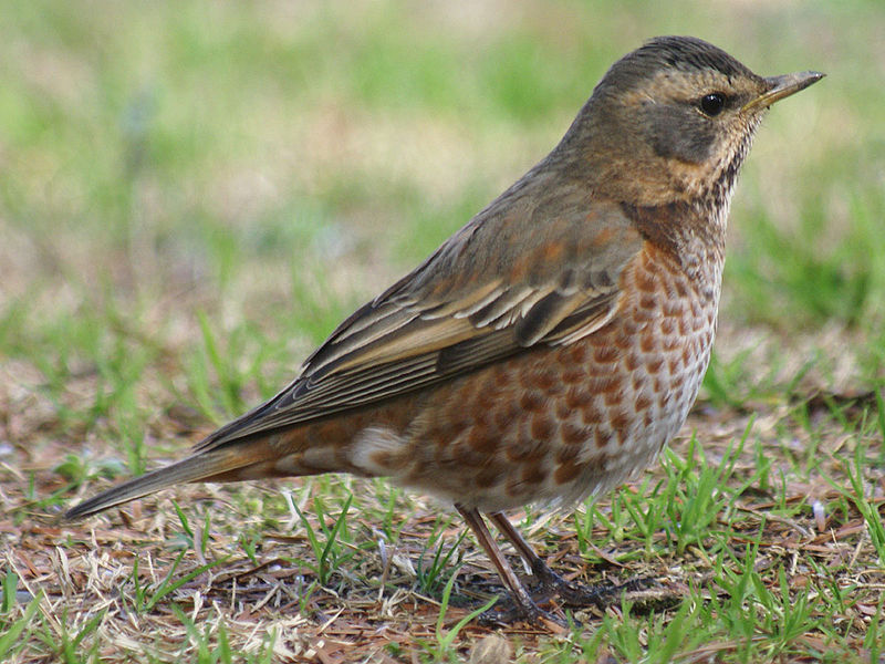 野鳥3