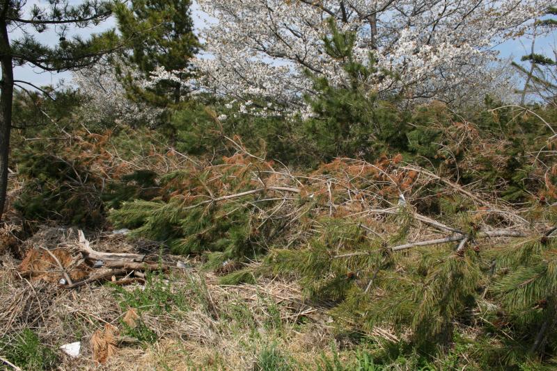 津波被害を受けた潮害防備保安林