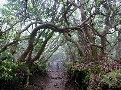 アセビのトンネル