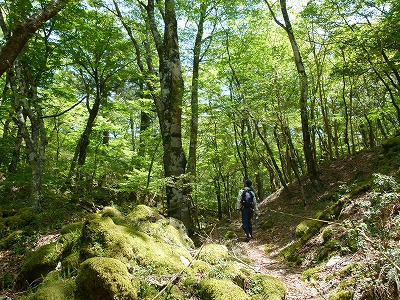 鳥のさえずりが響き渡る苔むした林内