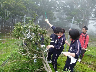 大きなツゲの測定に悪戦苦闘