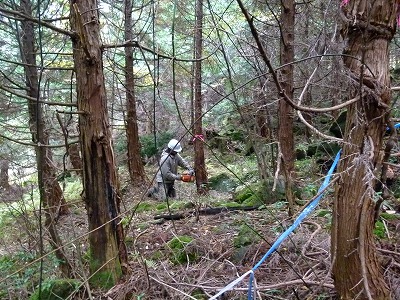 チェーンソーで勢いよく伐採開始