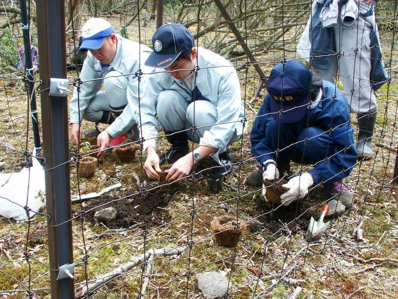 苗移植の様子